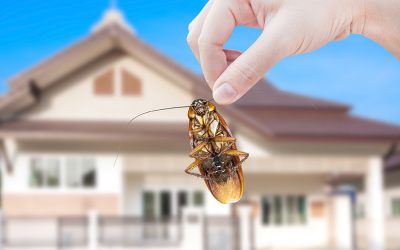 Are Pests A Problem? Get Rid Of Them